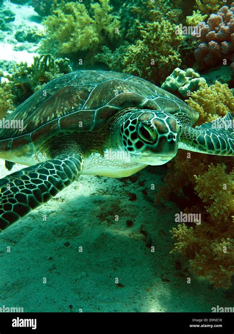Green Sea Turtle Chelonia Mydas Stock Photo Alamy