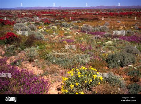 Spring Wildflowers Flinders Ranges National Park South Australia Stock