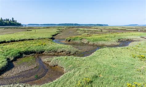Nisqually Wetlands Grass Mounds Stock Image Image Of Flora Flats