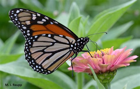 Monarchs Arrive For Their Annual Visit But For How Much Longer