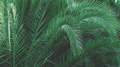 38 Aesthetic Green Pc Wallpapers On Wallpapersafari