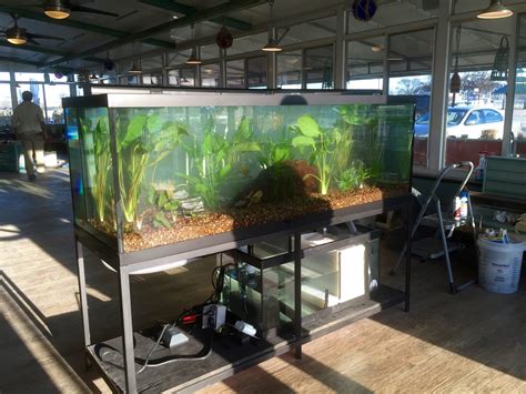 Set Up Of 180 Gallon Live Plant Fish Tank The Fish Guy Pond