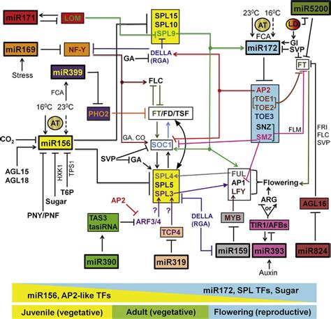 Mirna Regulated Pathways In The Control Of Plant Flowering Time