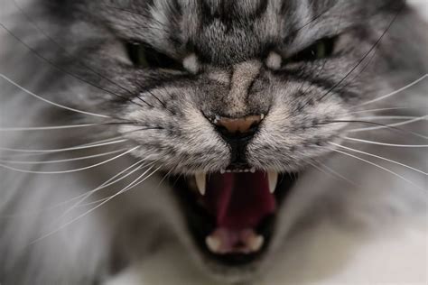 Top 10 Most Aggressive Cat Breeds Wise Kitten