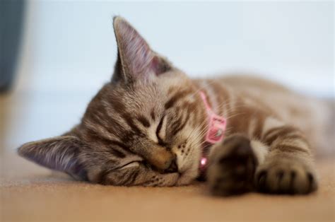 画像 癒されたい♡ カワイイ猫の寝顔写真集 Naver まとめ