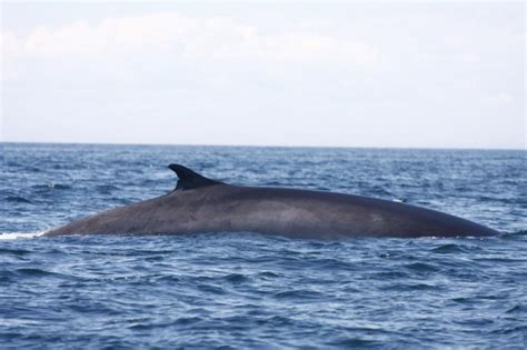 French, from norwegian rørhval, from old norse reytharhvalr, from reythr rorqual + hvalr whale date. Fin Whale — MICS