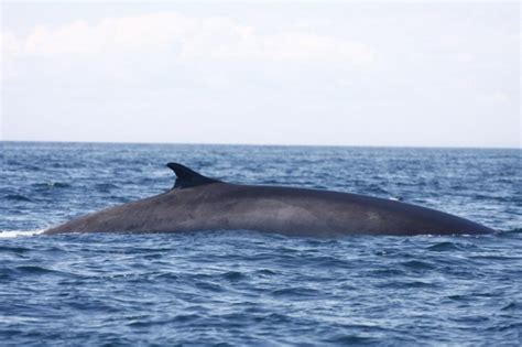 Rorqual c'est 70% de gestion émotionnelle et 30% de musique. Fin Whale — MICS