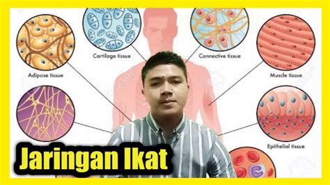 Jaringan Hewan Jaringan Ikat YouTube