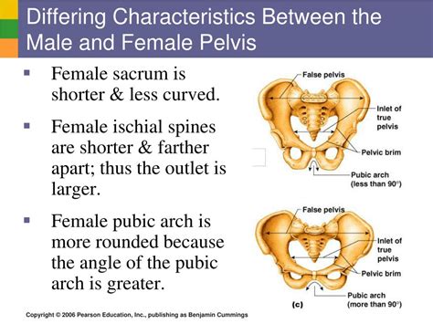 Characteristics Of Female Pelvis