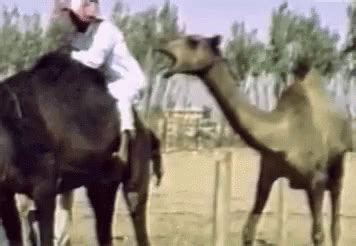 Wifflegif has the awesome gifs on the internets. camel GIFs | Tenor