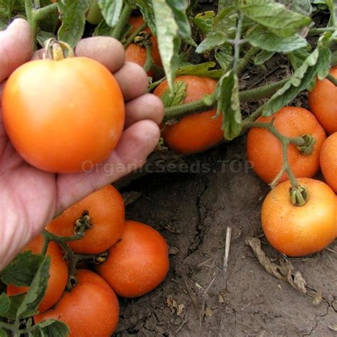 Orange Organic Tomato Seeds Shipping Is Free For Orders Over €50