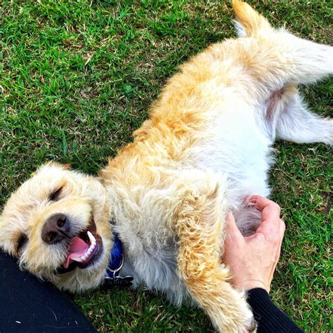Why Do Dogs Like Belly Rubs So Much