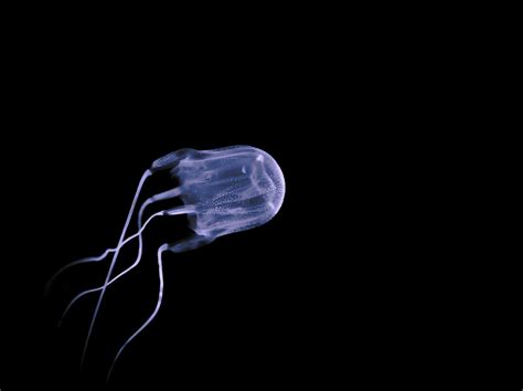 Box Jellyfish Facts The Worlds Most Venomous Animal Deadly Animals
