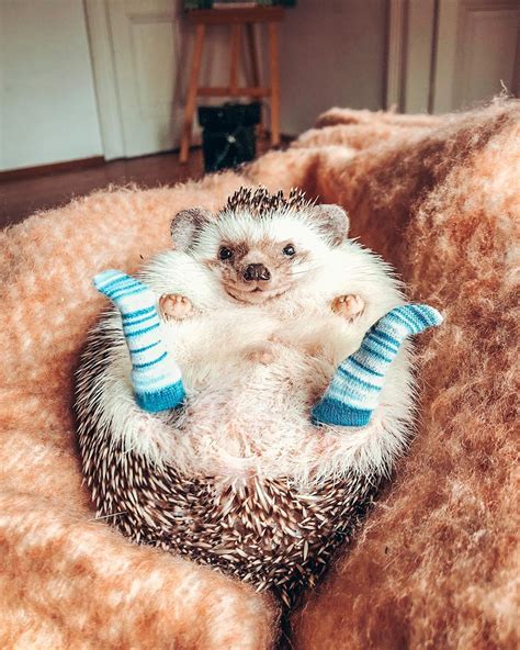 Herbee The Happy Hedgehog On Instagram Life Is Better In Tiny Socks 🦔