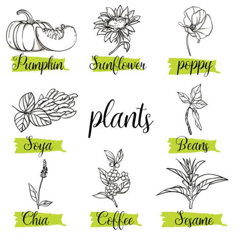 Chia Plant Vector Illustrations Royalty Free Vector Graphics And Clip