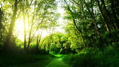 Free Images Landscape Tree Nature Path Grass Sun Track Meadow