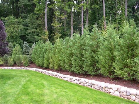 Truesdale Landscaping Best Trees And Plants For Privacy Privacy