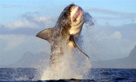 Great White Shark Breaching Shark Zone Blog