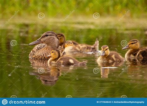 Green Winged Teal With Babies Swimming In The Pond Among Plants Stock