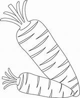 Carrot Drawing Carrots Coloring Getdrawings Two sketch template