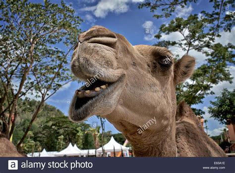 Funny Animal Face Camel Closeup Stock Photo 72603146 Alamy