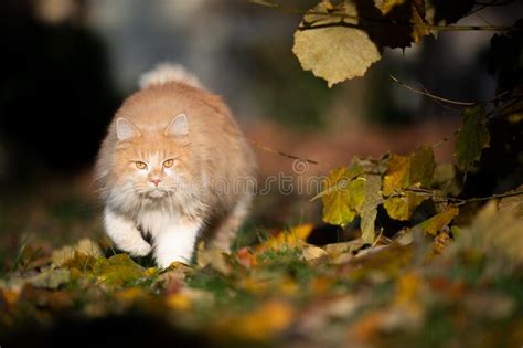 Red Fox Prowling In Autumn Fall Leaves Stock Image Image Of Europe