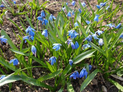 Scilla has most recently been classified as belonging to the family asparagaceae, subfamily scilloideae; Scilla siberica, Siberian Squill