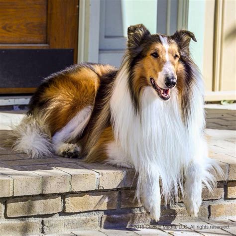 Lista 105 Foto Que Raza De Perro Es Lassie Actualizar