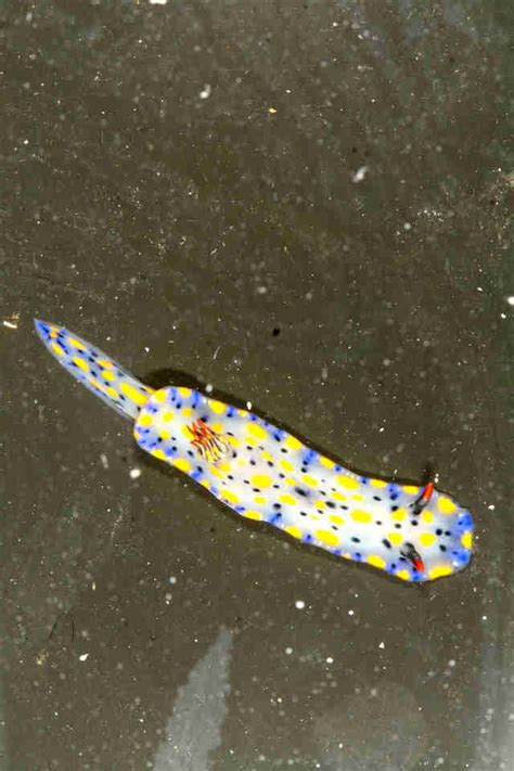 17 Species Of Beautiful Colorful Sea Slugs Discovered By