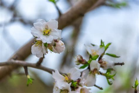 Flowers And Buds On A Branch Of Almond Tree Against The Sky Stock Image