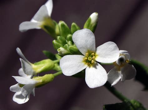 Arabidopsis Suecica Arabidopsis Suecica Flores Naturegate