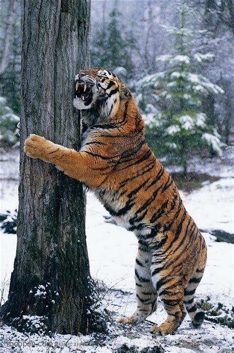 Psbattle Tiger In Love With Tree Rphotoshopbattles