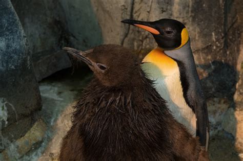 Wcss Central Park Zoo Announces First King Penguin Ever Hatched In New