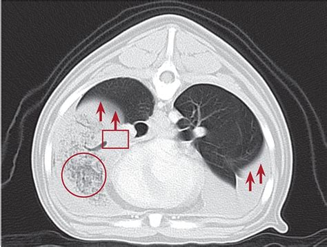 Canine Lung Lobe Torsion Clinicians Brief Lung Lobes Lunges Lobes