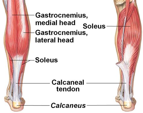 Muscle Anatomy Mrui Calf