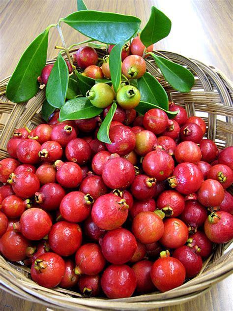 Continue to build your strawberry tree by repeating steps 1 and 2. Strawberry Guavas by the Baskets - Tasty Island