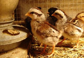 How quickly can you become tefl qualified and find a job? How to Hatch Chicken, Duck or Turkey Eggs. How to help ...
