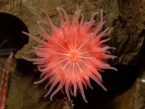 Sea Anemone Facts And Beyond Biology Dictionary