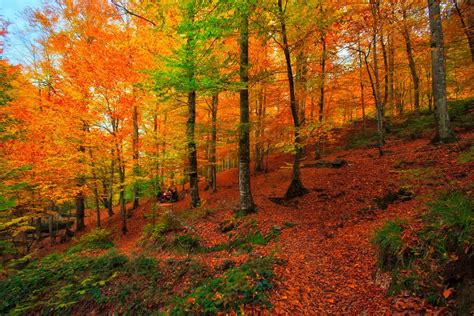 Forest Turkey Bursa Tree Autumn Landscape Wallpaper 1500x1000
