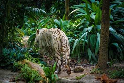 White Tiger Nestled In The Jungle Stock Photo Image Of Feline