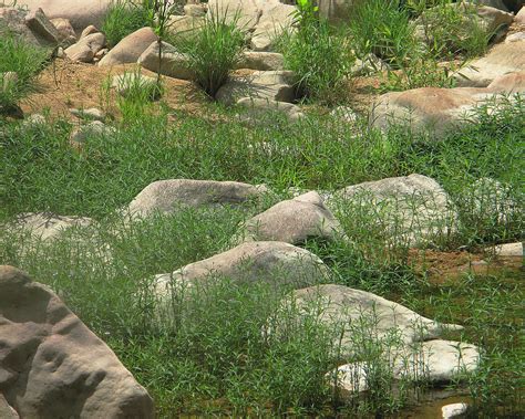 Rocks And Grass At Amidon Conservation Area Missouri Photograph By Greg