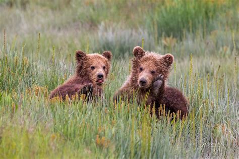 Grizzly Bear Cubs Photo Katmai Alaska Photos By Jess Lee