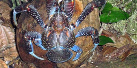 Comment Tuer Le Crabe Geant Dans The Island - Un crabe géant trouvé dans les rues d'Honolulu