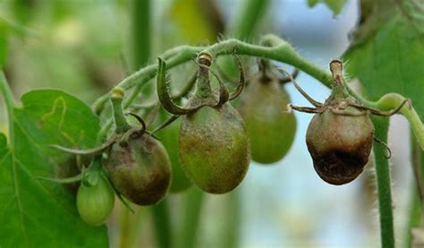 Penyakit Busuk Buah Pada Tomat Gejala Penyebab Cara Mengatasi Dan