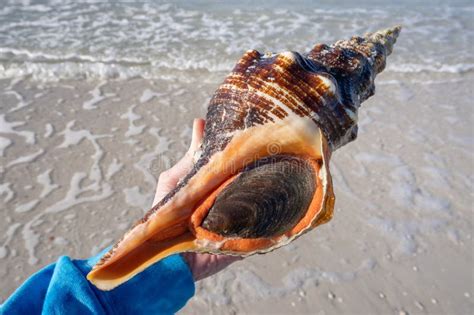 Florida Horse Conch At Honeymoon Island State Park Stock Image Image