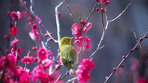 Small Japanese White Eye Green Bird Is Sitting On Pink Flower Tree