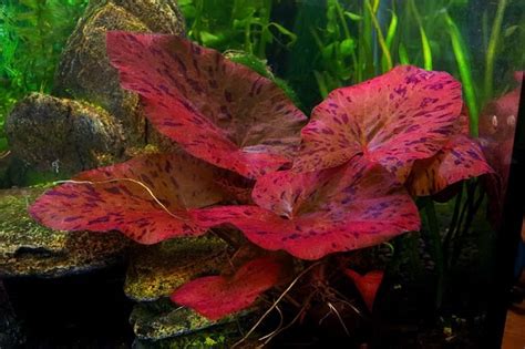 9 Best Flowering Aquarium Plants Underwater And Overwater Fishing Habit