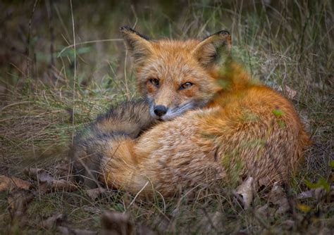 Red Fox To See What I See Photography By Tina Sawicki