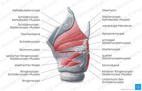 Larynx Kehlkopf Anatomie Lage Aufbau And Innervation Kenhub