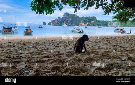 Monkey At The Beach In Koh Phi Phi Thailand Monkey Beach Phi Phi Stock